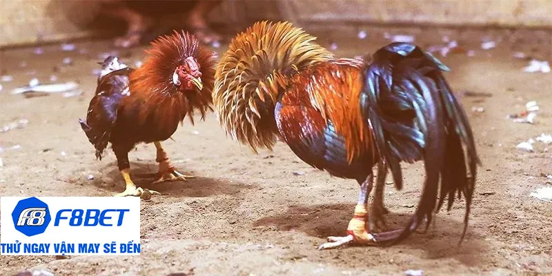 tại sao cần biết cách xem vảy gà